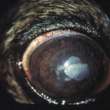 18. Corneadystrofi, en oval grå flekk i hornhinnen