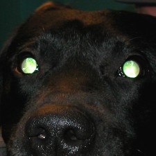 23. Labrador retriever med PRA. Pupillene er utvidet og det skinner kraftig fra øynene på grunn av at netthinnene er tynnere enn normalt. Det er begynnende kataraktforandringer i linsene